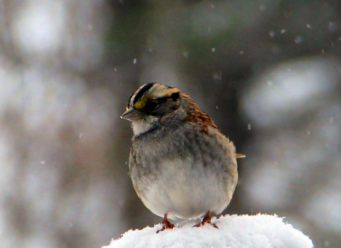 White-throated sparrow Sitting on A Snow Pile With Freshly Falling Snow In The Background