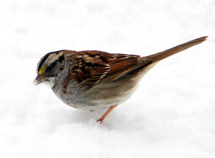 A Side Profile Of A White-throated Sparrow Looking For Food In The Snow