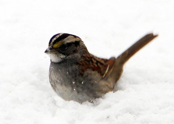 A White-throated Sparrow Scratching Through The Snow Looking For Food
