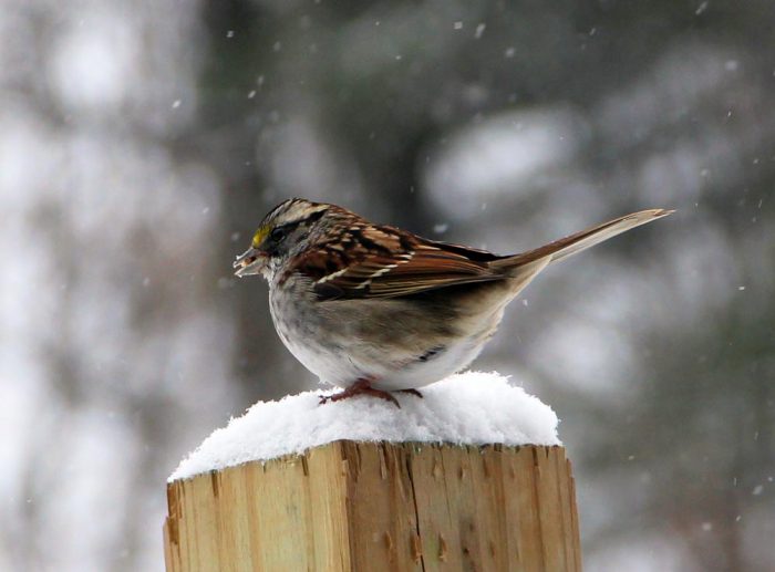 A White-throated Sparrow Sitting On A Post With Snow