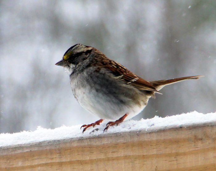A White-throated Sparrow Sitting On Wooden Beam With Snow