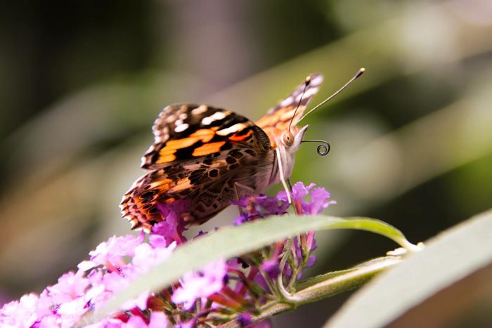 A Painted Lady Butterfly Sitting On A Purple Butterfly Bush