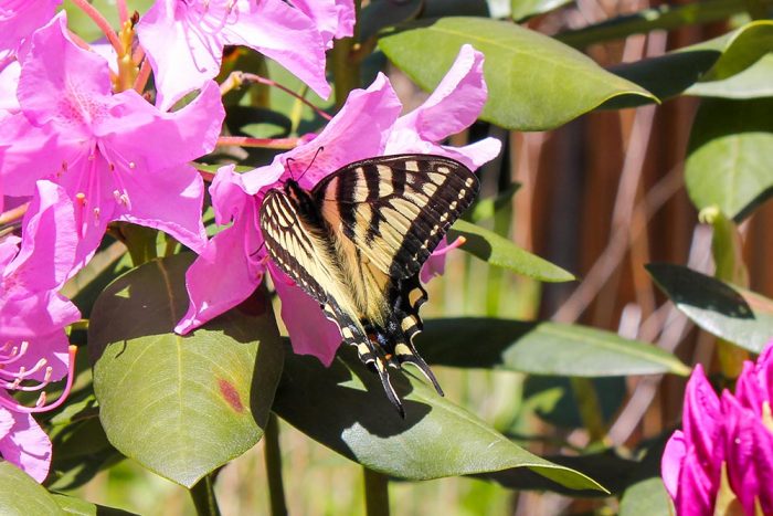 An Eastern Tiger Swallowtail Drinking From A Pink Rhododendron
