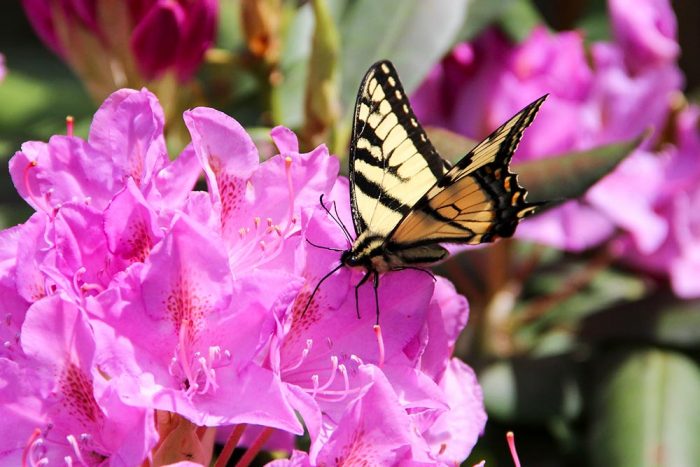 An Eastern Tiger Swallowtail Drinking From A Pink Rhododendron Flower During The Spring In Maine