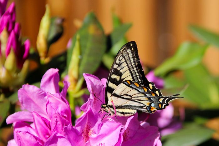 An Eastern Tiger Swallowtail Drinking From A Pink Rhododendron Flower In New England