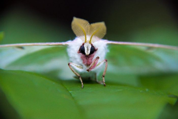 A Luna Moth Sitting On A Green Leaf in Maine