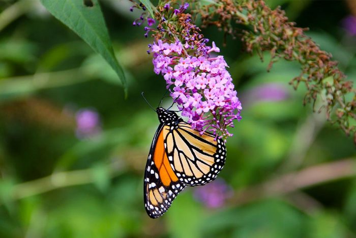 A Monarch Butterfly Hanging Off Of A Butterfly Bush