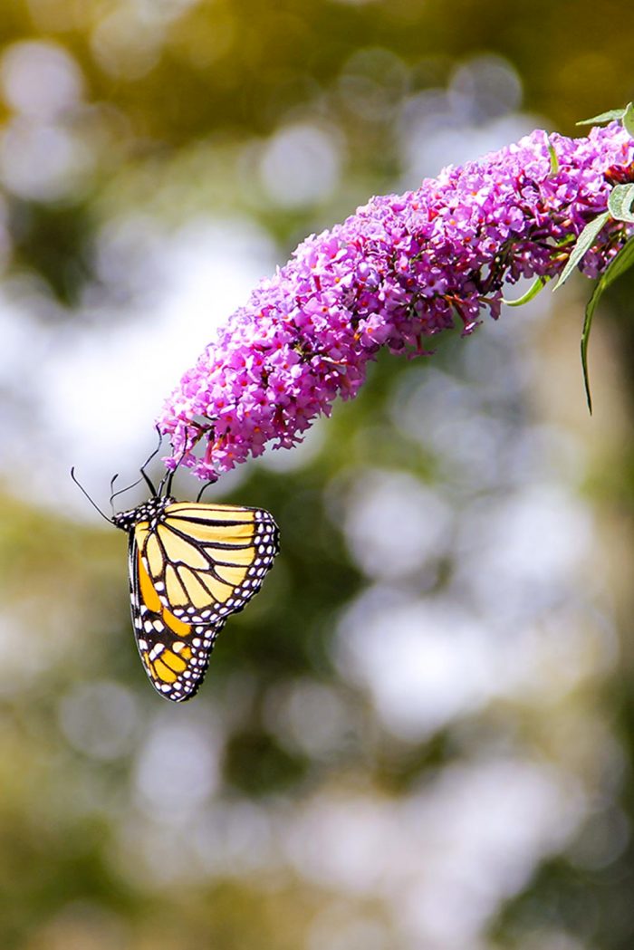 A Monarch Butterfly Hanging From A Purple Butterfly Bush During The Spring