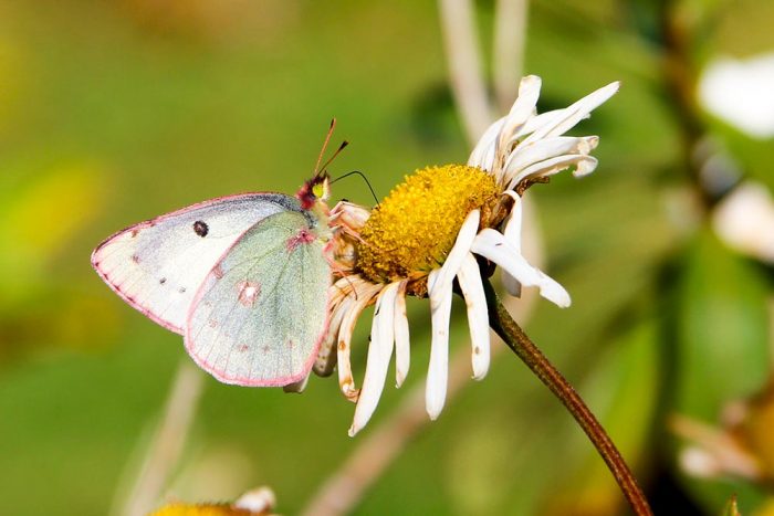 A Pink Edged Sulphur Butterfly During The Spring