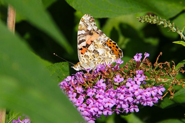 A Single Painted Lady Butterfly