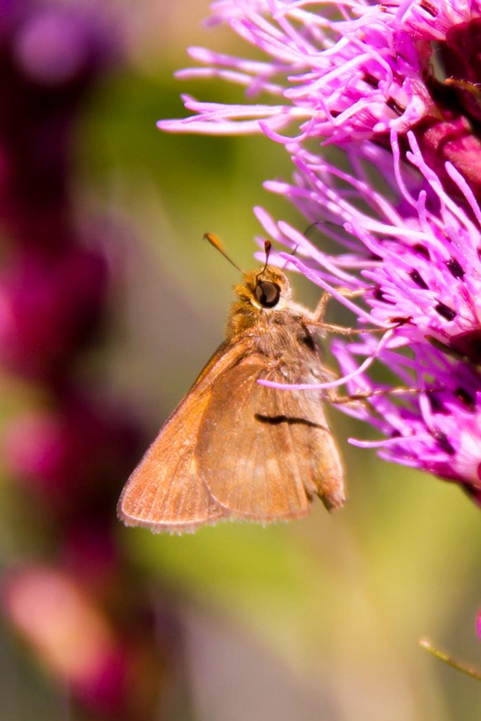 A Skipper Butterfly Feeding From A Blazing Star Wildflower During The Late Spring In Maine