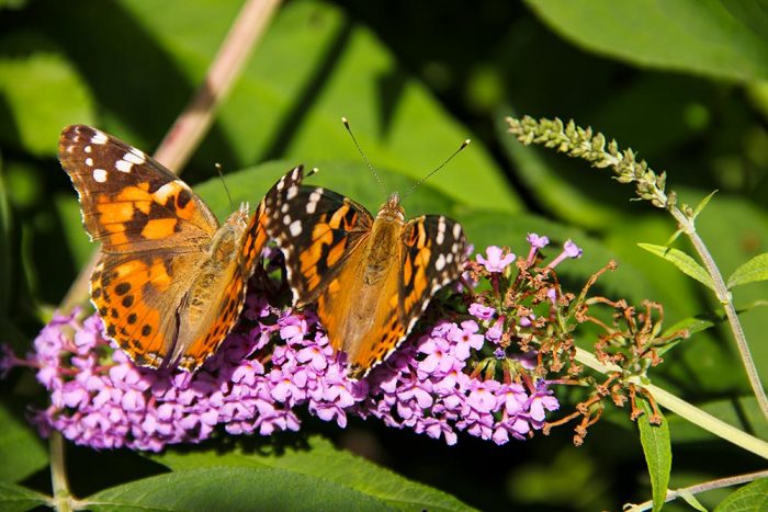 Two Painted Lady Butterflies Sitting In A Butterfly Bush
