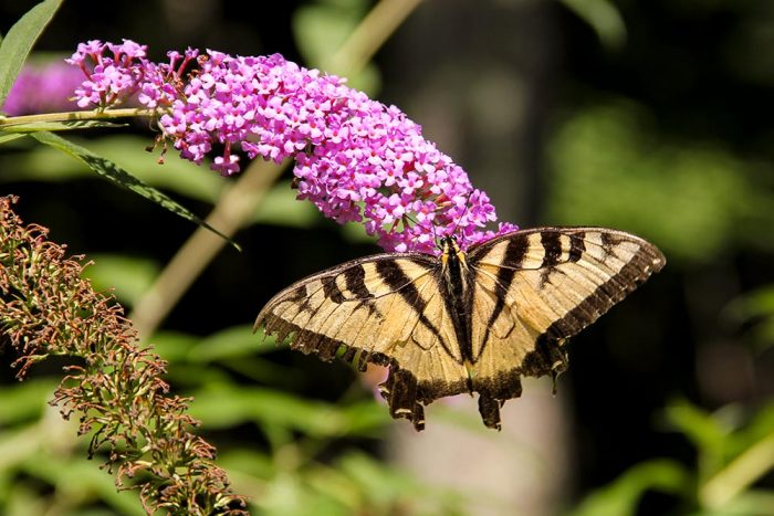 A Yellow Eastern Tiger Swallowtail Hanging From A Purple Butterfly Bush