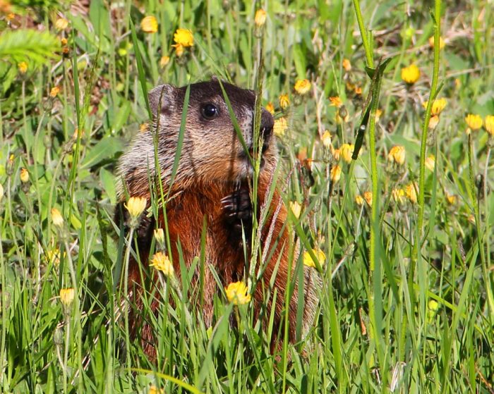 A Close-Up of A Young Whistlepig Feeding on Tall Grasses