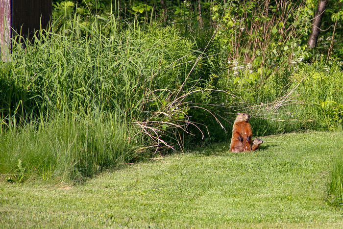 Groundhog Kit With Watchful Mother