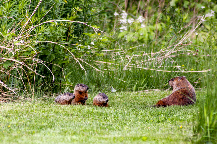 Early Summer Groundhog Kits in Western Maine