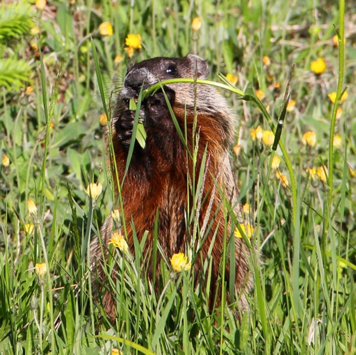 A Young Woodchuck Eating In A Field of Tall Grass