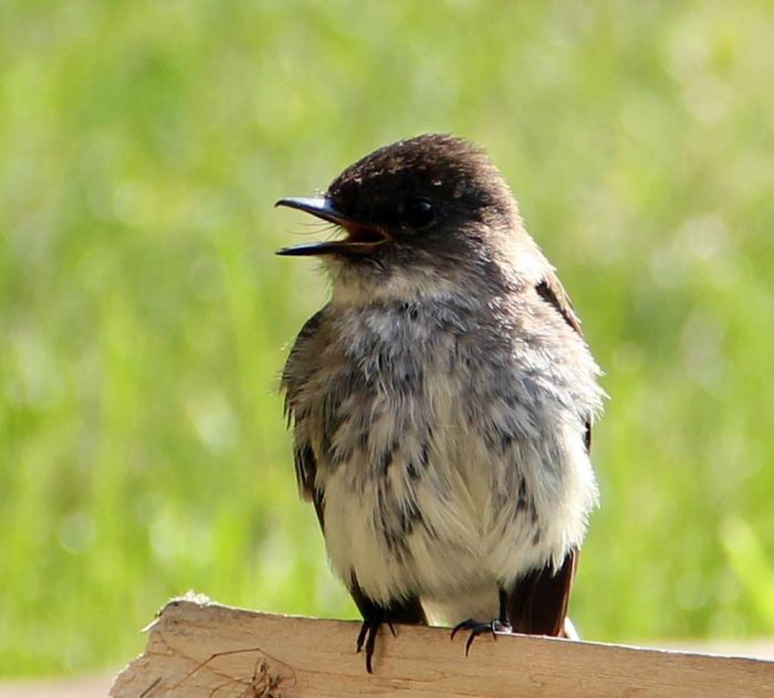 Eastern Phoebe Perched On A Piece of Cut Wood