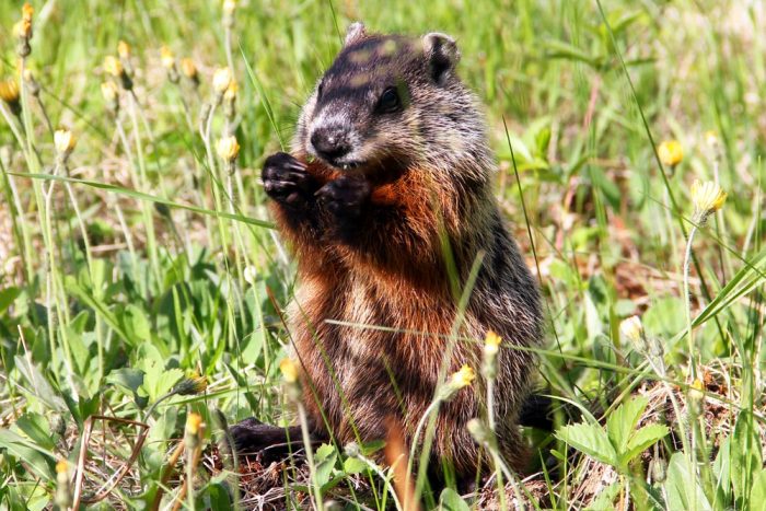 A Young Groundhog Sitting and Eating in the Tall Grass