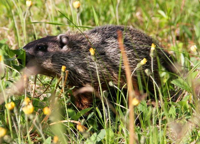 A Young Woodchuck Kit Looking For Food In A Field of Grass and Hawkweed