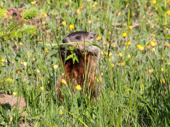 A Young Woodchuck Baby Foraging For Food in The Tall Grass