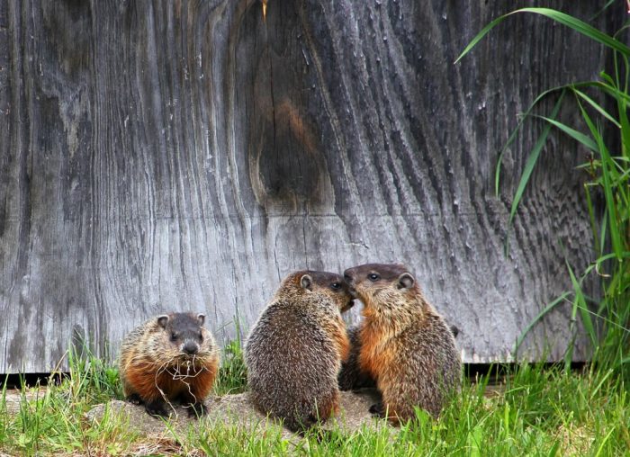 Young Groundhog Siblings Interacting  With Each Other in Front of An Open Shed Door