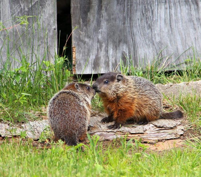 Two Whistlepig Kits Kissing Each Other In Front of A Weathered Wooden Shed Door