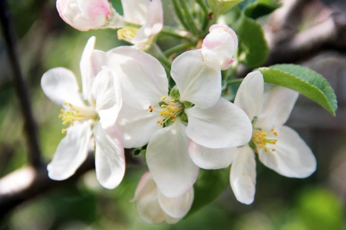 Apple Blossoms Growing In The Yard In Western Maine During The Early Spring
