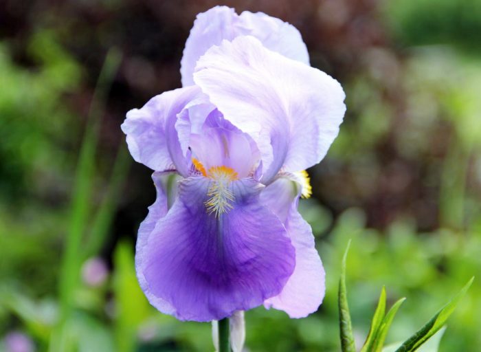 A Purple Colored Iris Species Of Flowering Plant Growing In The Garden In Western Maine