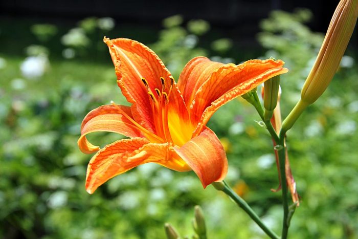 An Orange Lily Is A Herbaceous European Lily Commonly Named Fire Lily And Tiger Lily Growing In The Garden In Western Maine