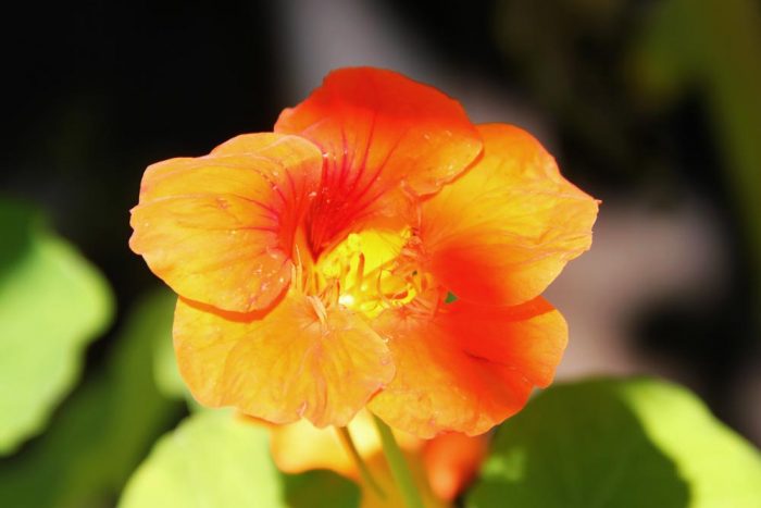 A Yellow And Orange Nasturtium Flower Burpee.com On A Sunny Day In September