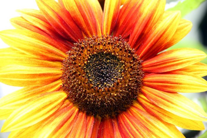 The Center Of A Bright Orange And Yellow Sunflower