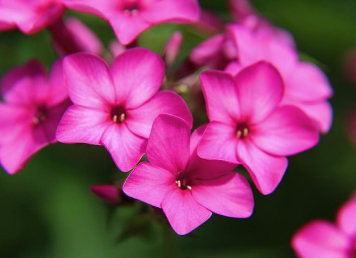 Pretty Pink Phlox Flowers Growing In The Gardens In Western Maine