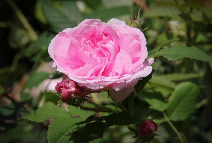A Pink Rose With Rose Buds Growing In The Garden In Western Maine