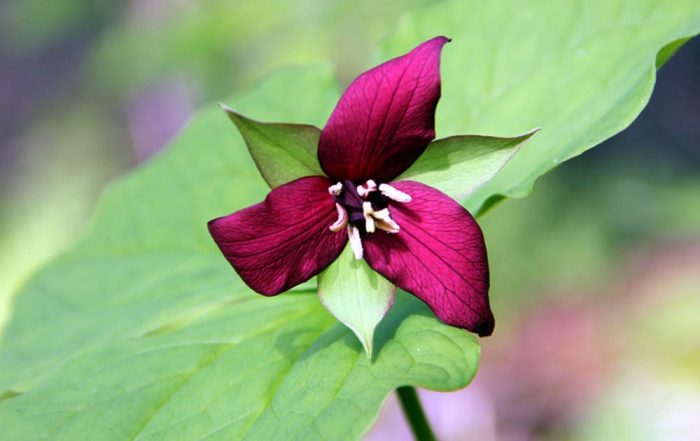 A Single Red Trillium Flower With Green Or Reddish Sepals And Red Petals Growing In Western Maine During the Early Spring