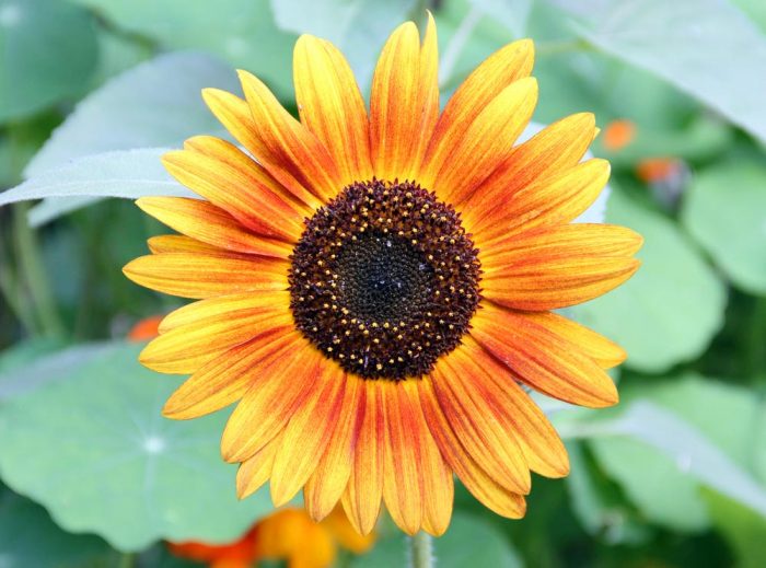A Sunflower With Yellow And Orange Petals 