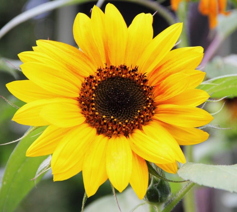 Sunflowers Blooming During The Late Summer In Western Maine