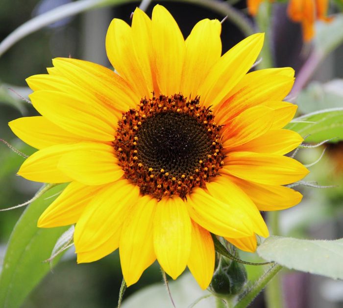 A Sunflower With Yellow Petals