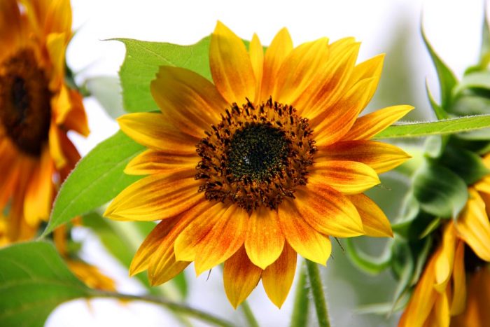 A Beautiful Orange And Yellow Sunflower Surrounded By Green Leaves