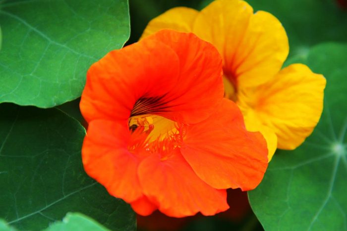 One Orange And One Yellow Attractive Nasturtium Flowers Blooming In The Flower Garden In New England