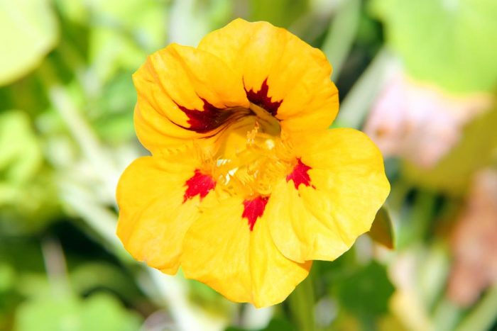 A Yellow With Red Designs Nasturtium Flower Burpee.com Growing In Maine During Late Summer
