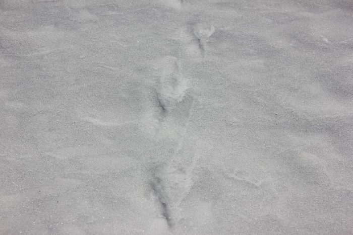 American Crow Bird Tracks In The Snow During The Winter In Maine