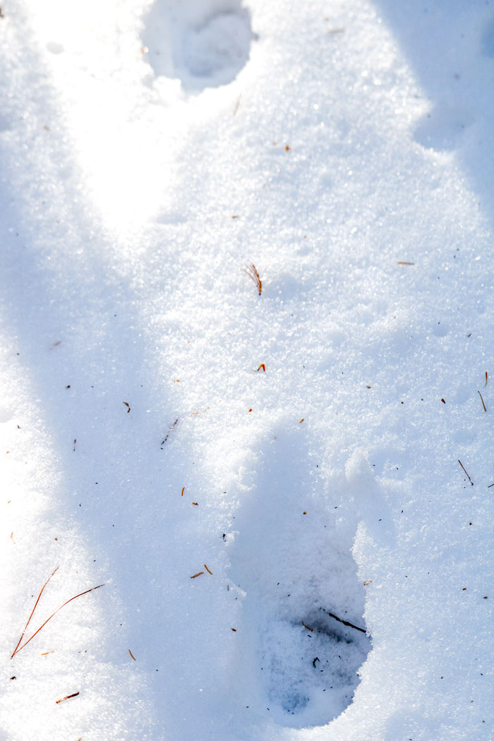 Bobcat Tracks In The Snow