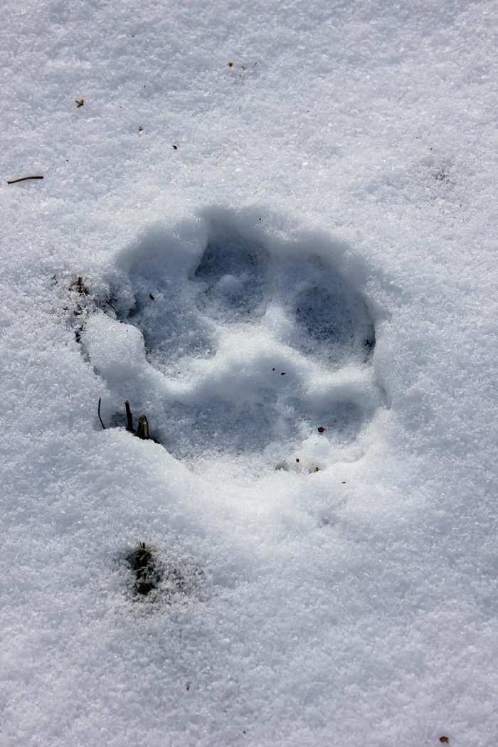 One Canine Paw Print in the Snow