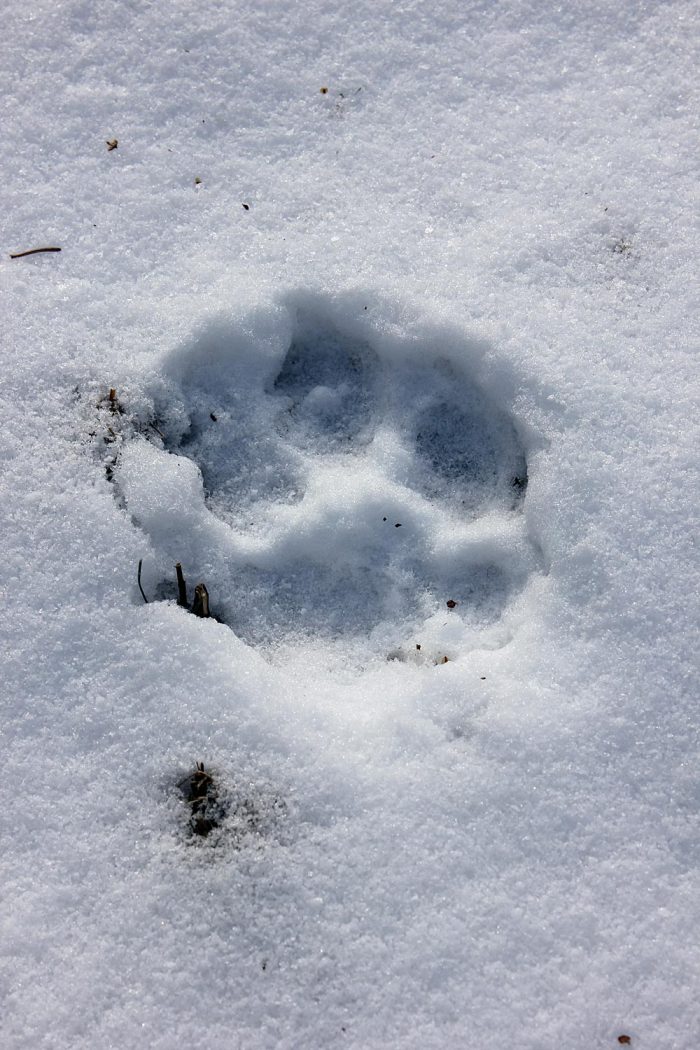 wild animal paw prints in snow