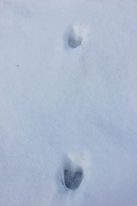 Animal Tracks in the Snow in Western Maine
