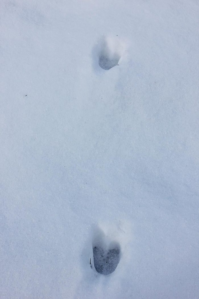 White-Tailed Deer Tracks in the Snow During the Day in Maine
