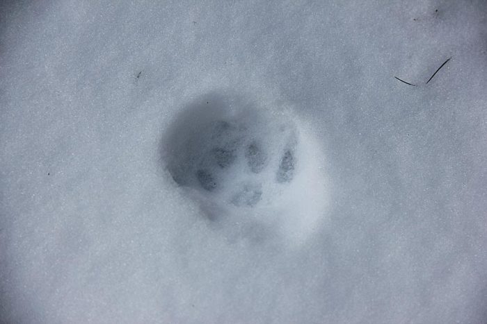 A Single Domestic Cat Print In The Snow In Maine