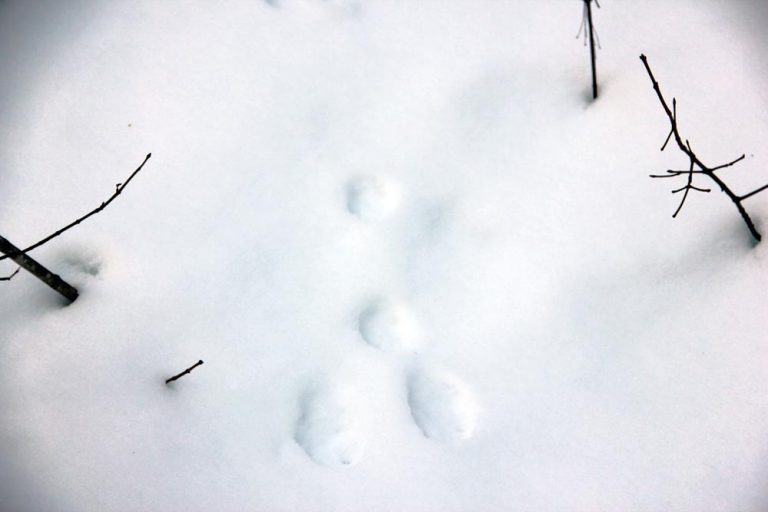 Animal Tracks in the Snow in Western Maine