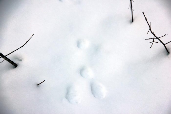 Eastern Cottontail Rabbit Mammal Tracks In The Snow In Western Maine During The Winter